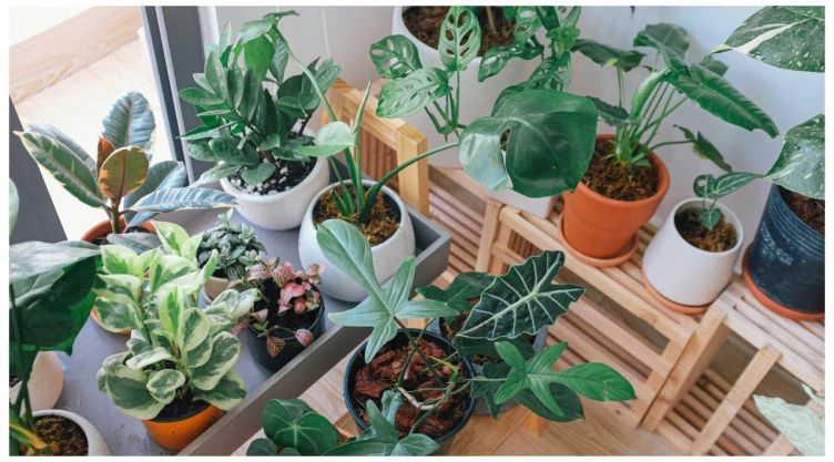 ¿Cómo cuidar tus plantas durante las olas de calor?