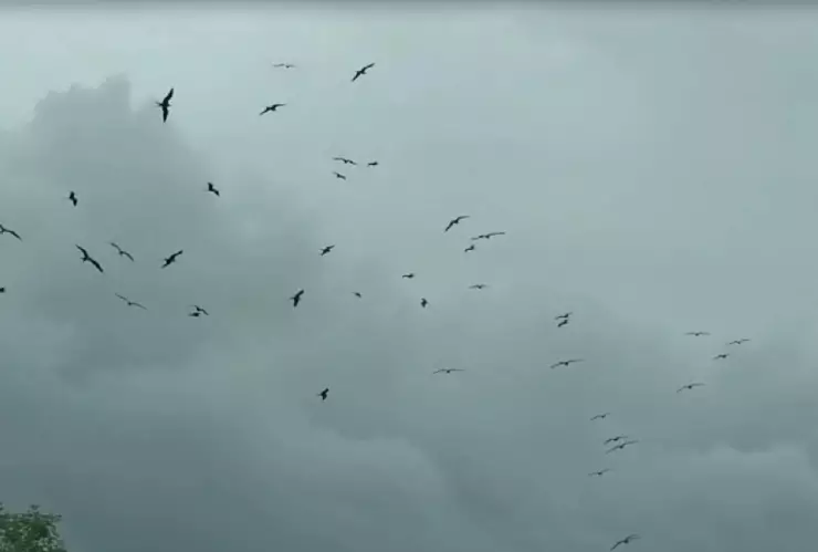 Efectos del Huracán Milton en Yucatán CONFUNDIERON la trayectoria de varias especies de aves costeras