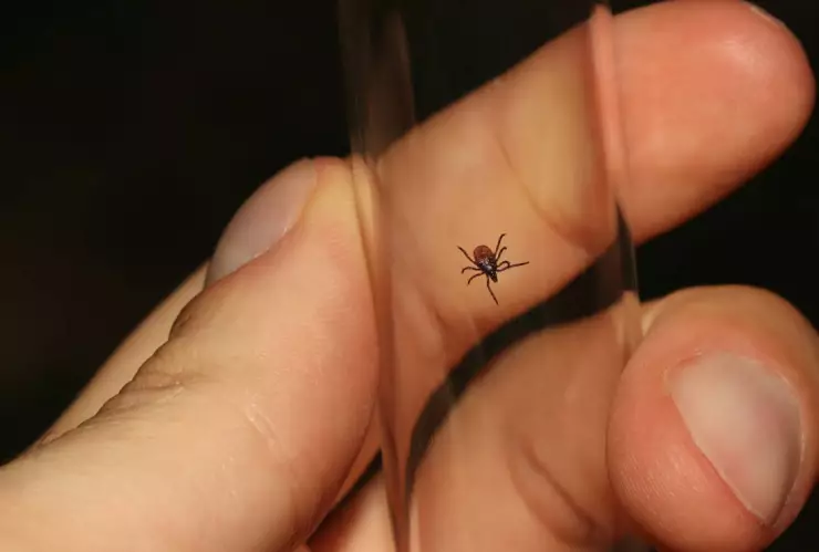 Detectan caso de peligrosa enfermedad causada por la mordedura de garrapata