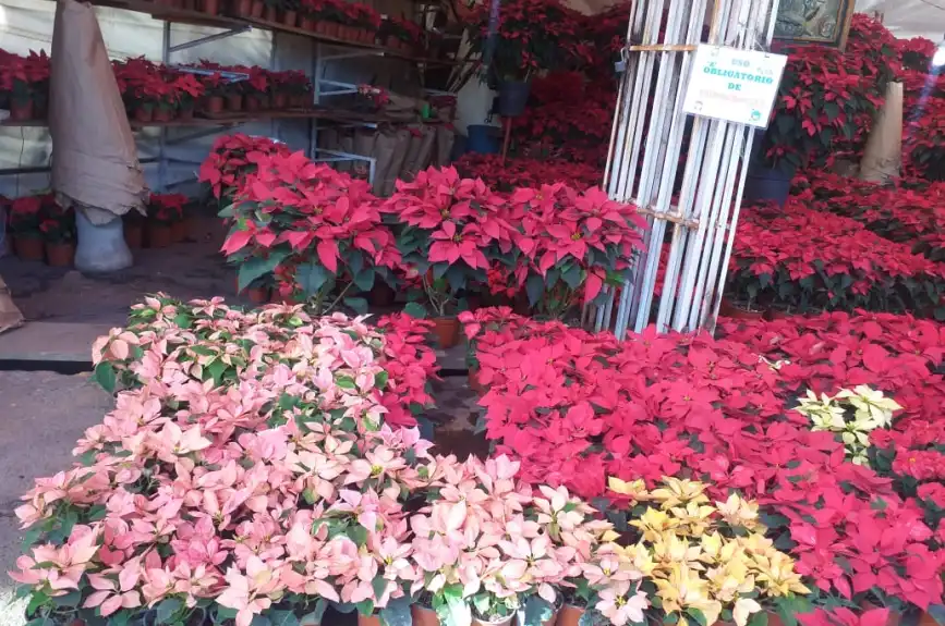 En estos mercados de flores puedes encontrar una gran variedad de nochebuenas a buen precio en la CDMX