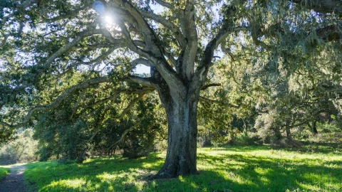 arboles para plantar en Chihuahua