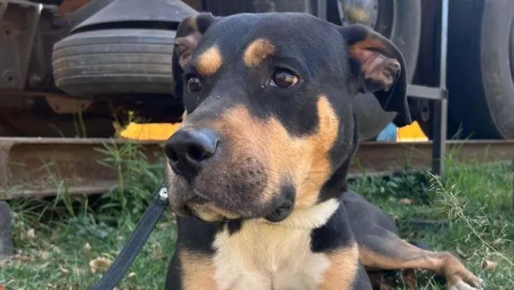 Gari, perrito rescata