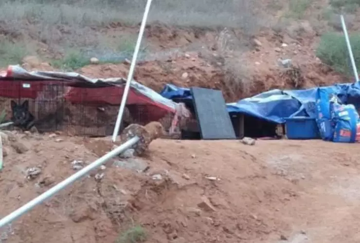 Destruyen refugio de animales y provocan muerte de perros y gatos