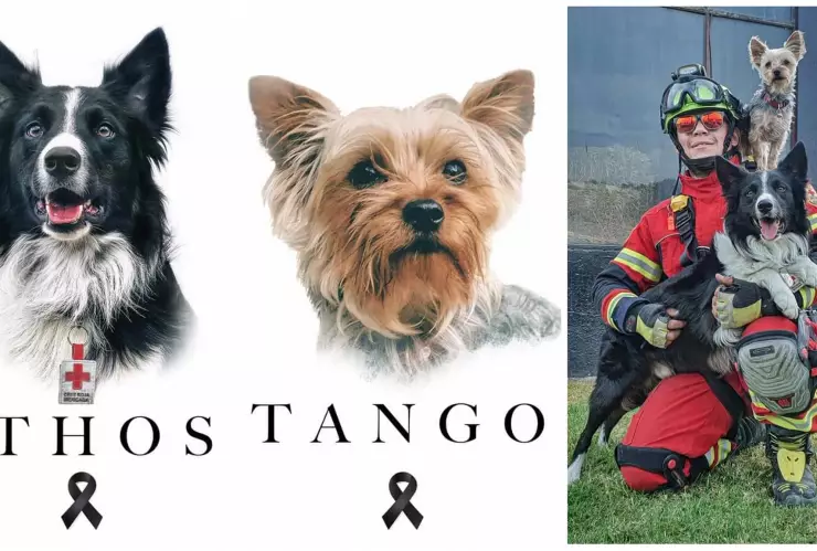 Envenenan a Athos y Tango, perros rescatistas de sismo de 2017