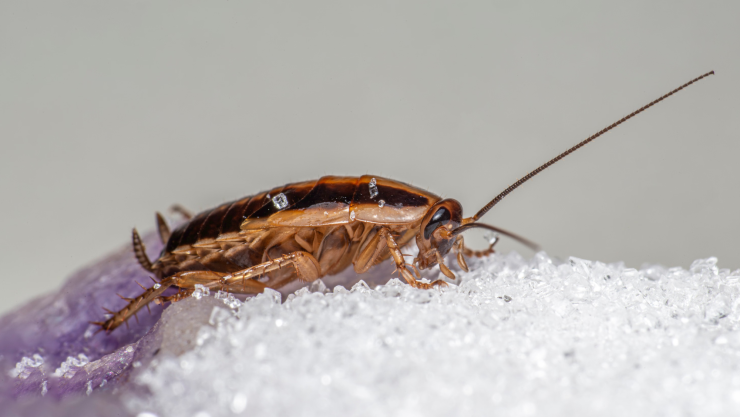 ¿Cómo ahuyentar cucarachas de la cocina para siempre sin usar insecticidas?
