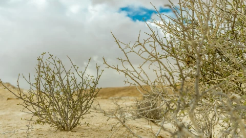 Vientos de Santa Ana