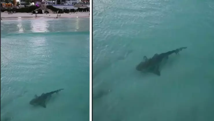 ¡Impactante video! Captan a tiburón toro nadando muy cerca de la orilla en Cancún