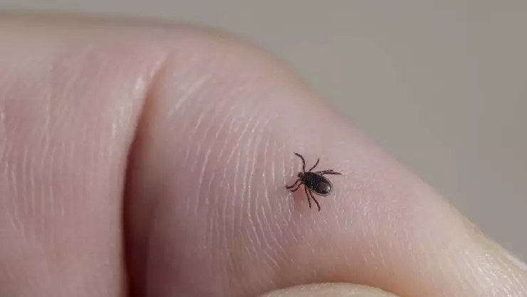 Muere por rickettsia una niña de dos años en Coahuila; ¿Qué es?