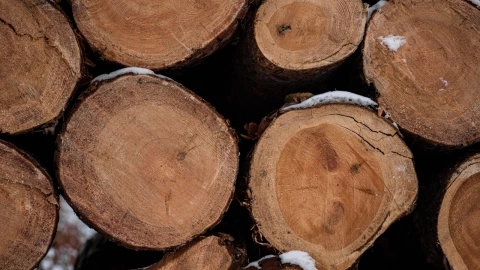 troncos apilados en aserraderos