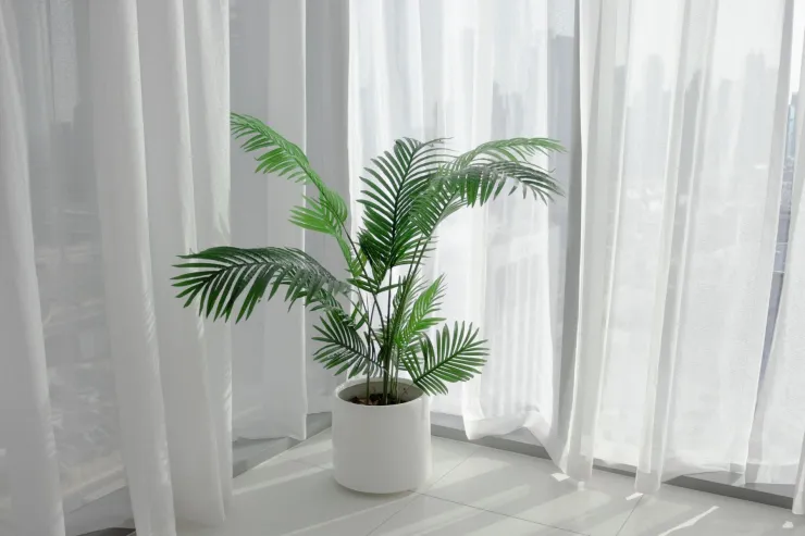 Areca Palm