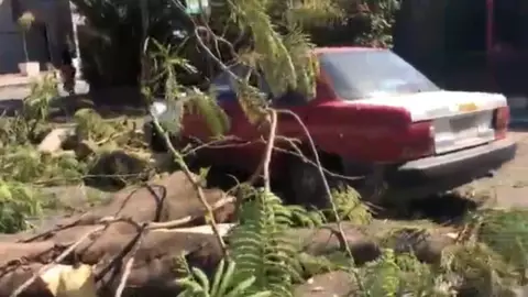 cae arbol sobre automovil