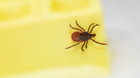 picadura-garrapatas