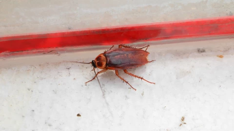 El compuesto no tóxico para eliminar para siempre de las cucarachas