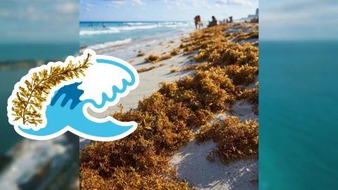 Playas libres de sargazo en Quintana Roo este 28 de julio de 2025_ Lista desde Holbox, Cancún y hasta Tulum.jpg