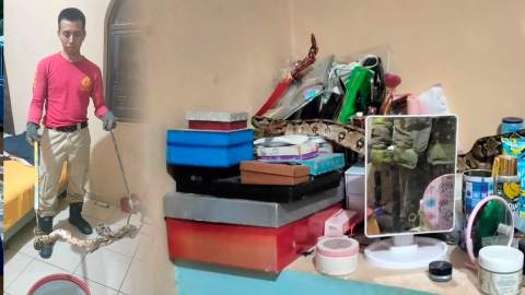 Boa se encuentra dentro de una casa en Tuxtla Gutiérrez.png