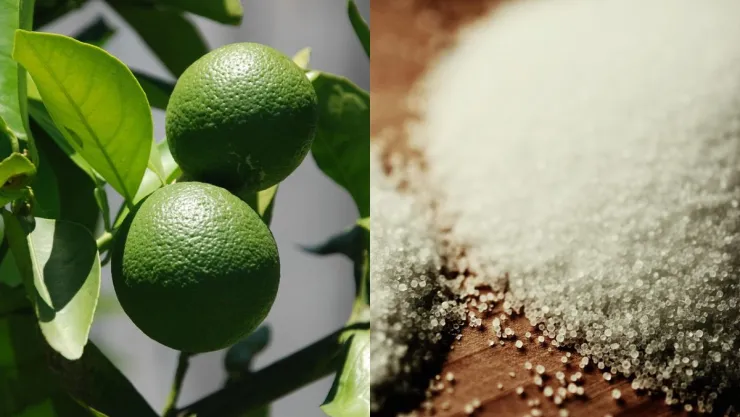 /estilo-de-vida/limon-y-sal-por-que-recomiendan-para-que-sirve