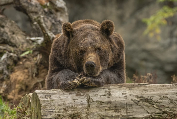 Closeup shot of a grizzly bear laying on a tree looking at the camera with a blurred background