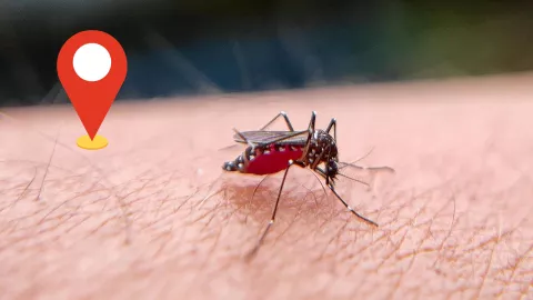 Dengue en Aguascalientes ¿Cuáles son las colonias con mayor número de casos de dengue 2024