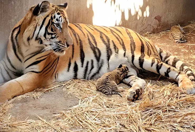 Zoológico Culiacán