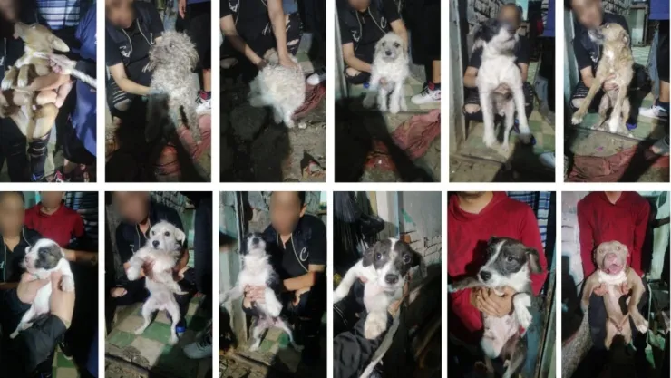 CDMX: Rescatan a 17 perritos de entre la basura en una casa de Iztacalco