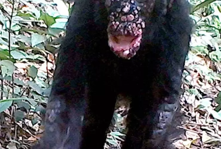 Lepra, chimpancés a.jpg