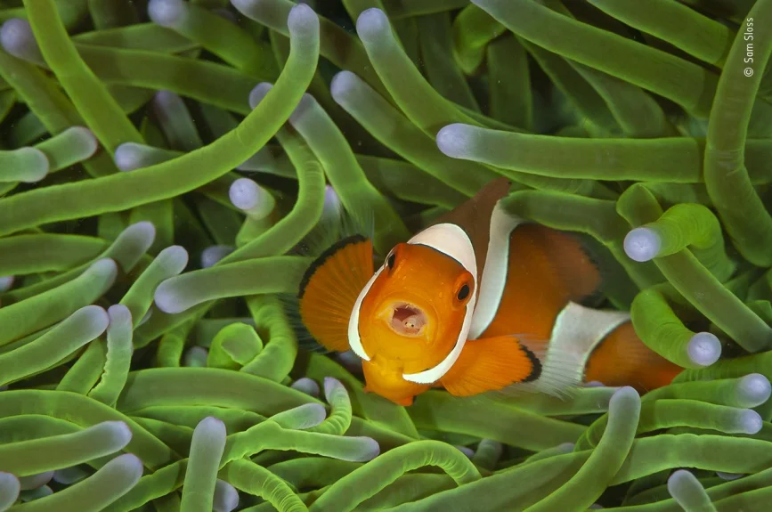 Esta imagen es la perfección de unas vacaciones al norte de Sulawesi, Indonesia. Durante un descanso, Sam observó a detalle el comportamiento de estos animales e hizo clic en el momento justo.