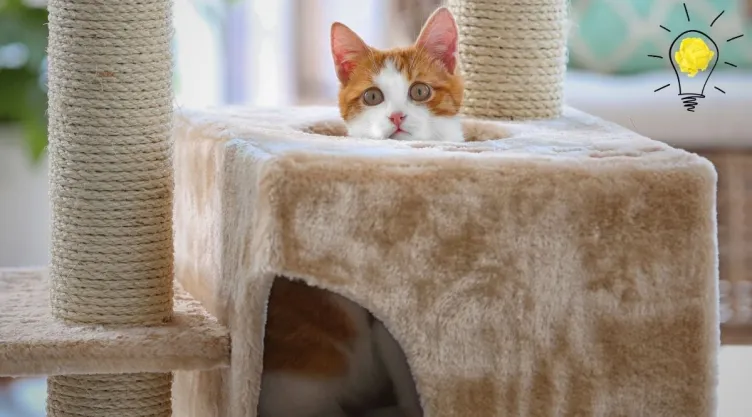 Cómo hacer un centro de actividades para gatos con materiales reciclados, según la IA.jpg
