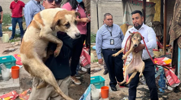 Rescatan a animales en Chimalhuacán, Edomex