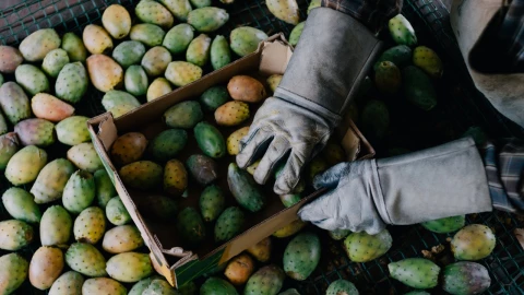 Cuál es la fruta que previene cáncer y reduce glucosa