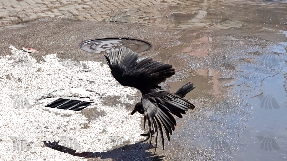Zopilote en el Mercado San Benito de Mérida