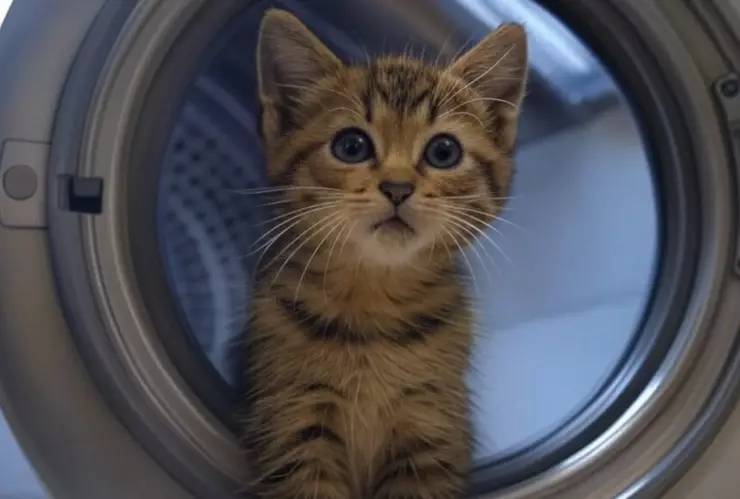 Hombre mete a gatito a lavadora en Uruguay; inicia investigación por maltrato animal.png