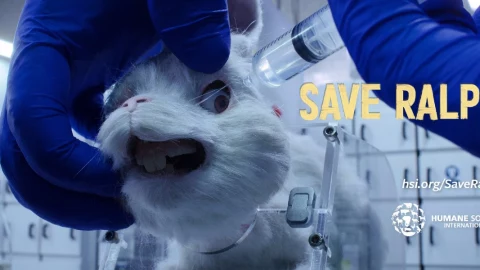 cosméticos crueldad animal