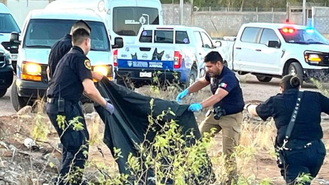 Perros atrapados en chapopote