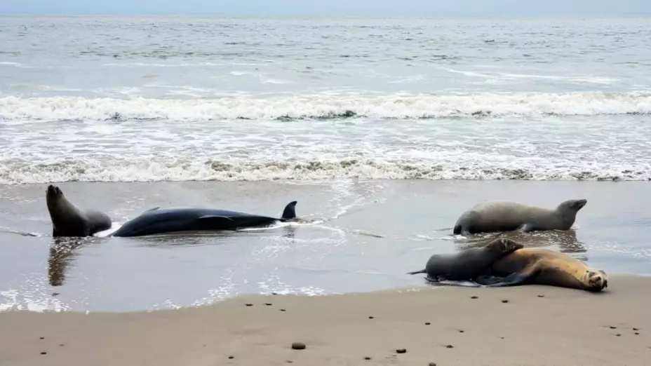 Mueren cientos de delfines por alga tóxica en California