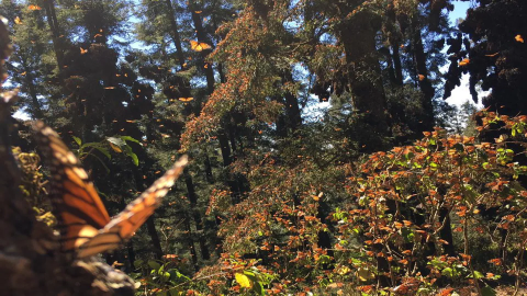 Mariposa monarca el los troncos de árboles de oyamel