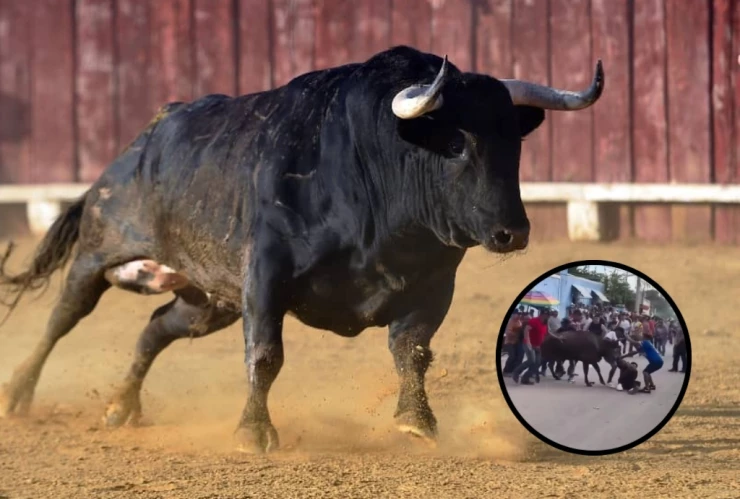 Toro hiere a joven en Temax, ocurrió durante las fiestas patronales