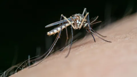 La razón por la que los mosquitos te persiguen a ti