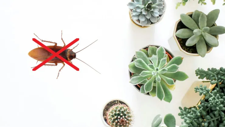 Las plantas aromáticas que sí funcionan para ahuyentar a las cucarachas