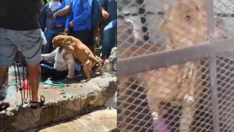 VIDEO: Perro de la pareja de presuntos asesinos de Camila habría intentado defenderlos