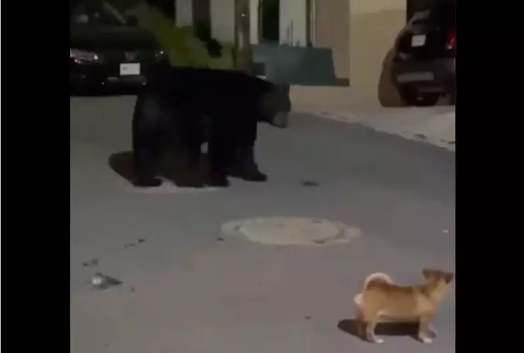 perro chihuahua oso monterrey ahuyenta