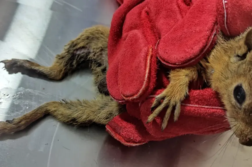 HAYTAP recoge a animales heridos por los incendios en Turquía