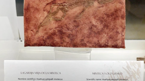 Museo Universitario exhibe fósiles de hace 100 millones de años