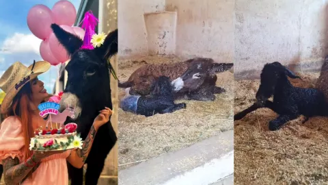 Burrito, Cuacolandia