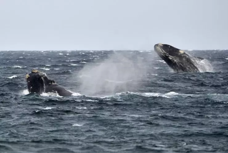 Graban por primera vez canción de una rara ballena franca en busca del amor