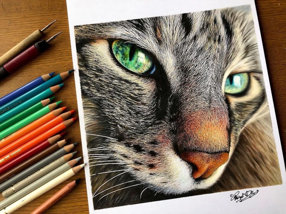 Ilustración gato
