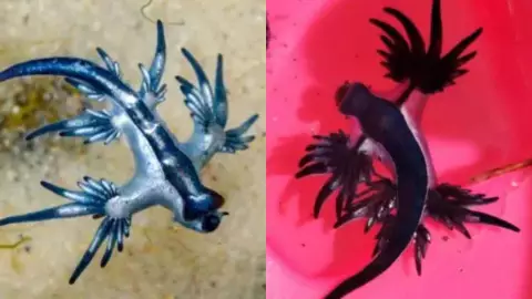 Alertan por presencia del dragón azul en playas; esto debes saber del molusco venenoso