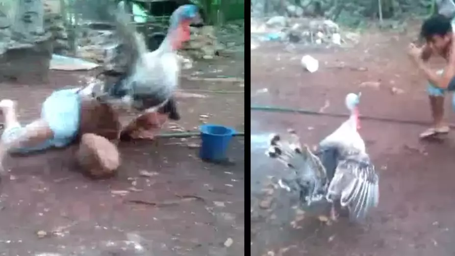 Video Cena de Año Nuevo toda una lucha para conseguirla