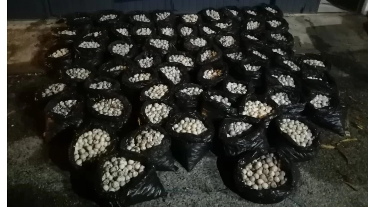 Huevos tortuga Oaxaca