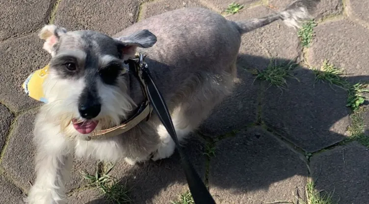 ¿Qué leyes protegen a los perros del maltrato animal?