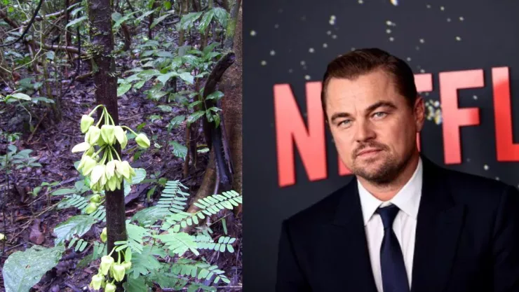 leonardo dicaprio arbol